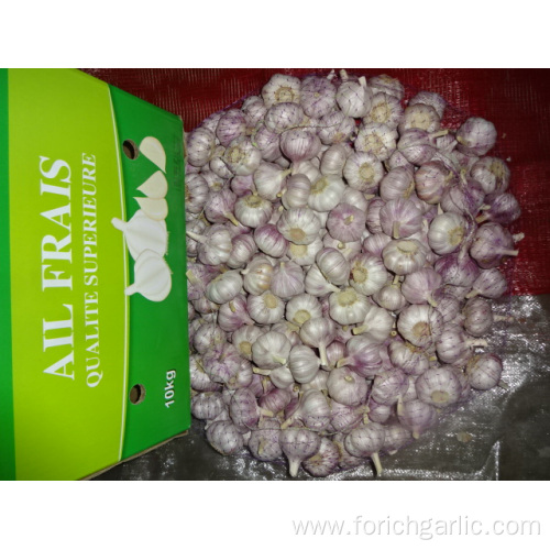 Normal White Garlic New Crop With Best Quality